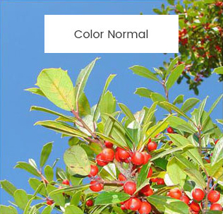 Normal-leafs